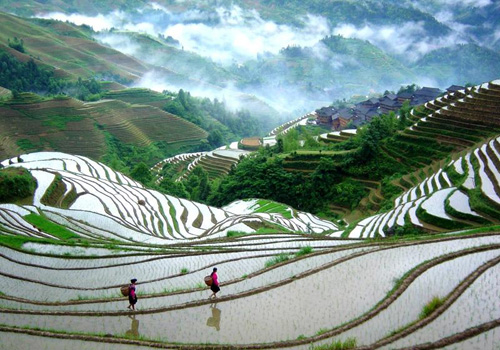 Longji Rice Terraces in Guilin