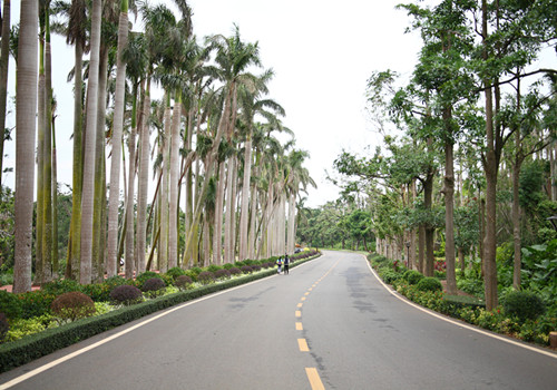 Palm trees in Zhanjiang Huguangyan National Geopark