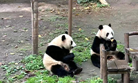 Have a cheap tour to China, it becomes your chance to see the giant pandas