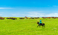 experience the plain and tent at Hohhot