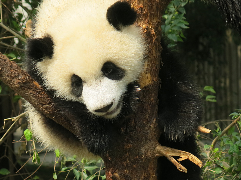 Panda in Chengdu