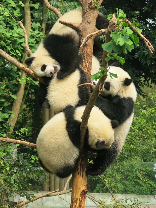 Pandas in Chengdu